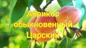 Абрикос обыкновенный Царский ?обзор: посадка, особенности растения, саженцы абрикоса Царский