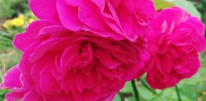 РОЗА ДАРК ЛЕДИ.