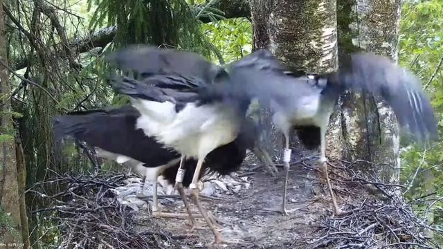 Must-toonekurg2: Breakfast for black storklets 16.08.2021. смотреть онлайн