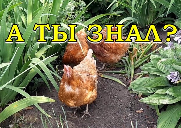 Россиянам ЗАПРЕТИЛИ держать КУР НА ДАЧЕ?! ? Новый ЗАКОН о «птичьих правах»????? смотреть онлайн