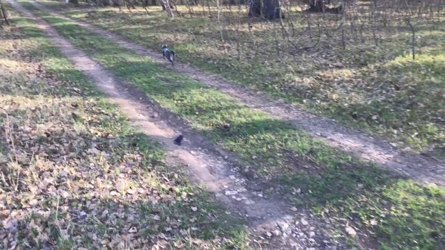 Кошка радуется своему приезду на дачу смотреть онлайн