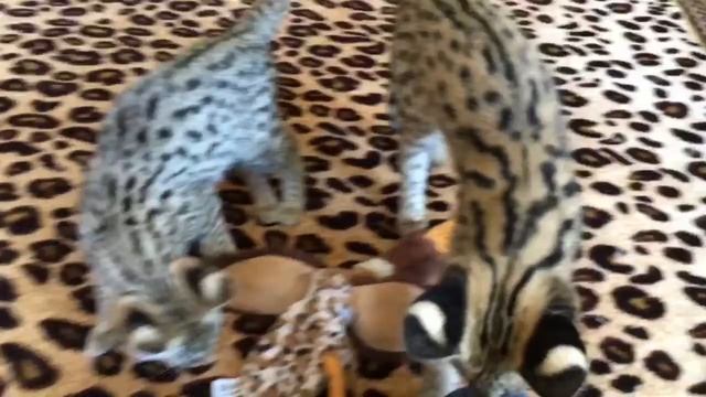 Саванна F1 питомник SoulCats? смотреть онлайн