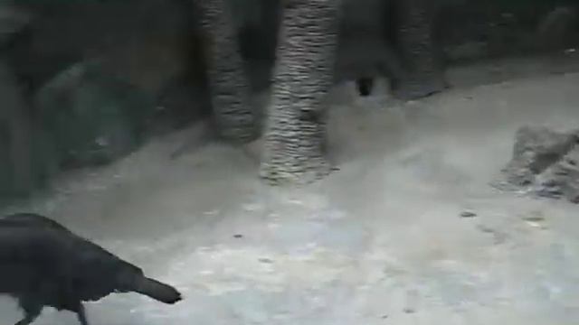 Артем и большая птица смотреть онлайн