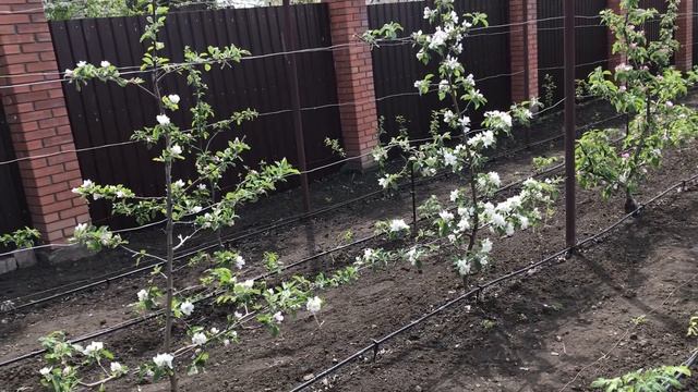 Низкорослые яблони на карликовом подвое М9 в моем саду. Часть 1: весна, цветение. смотреть онлайн