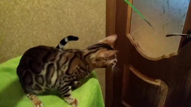 Бенгальский кот Quick Hunters Tulip смотреть онлайн