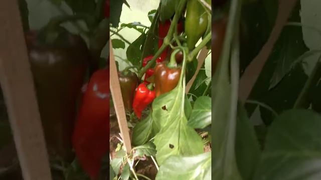 Перец Рамиро и моя ошибка в выращивании #перцрамиро смотреть онлайн