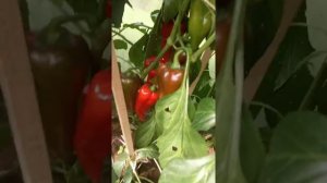 Перец Рамиро и моя ошибка в выращивании #перцрамиро