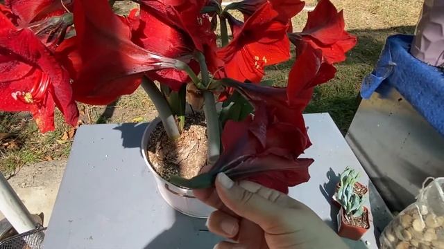MY AMARYLLIS COLLECTION // Double Flowering Amaryllis смотреть онлайн