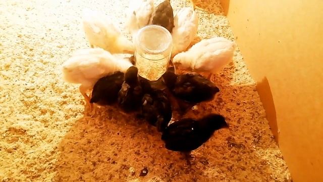 Заболевания кур. Кокцидиоз. Как избежать потерь. смотреть онлайн