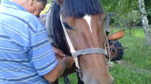 how to put the horse to the cart  \ как запрячь коня