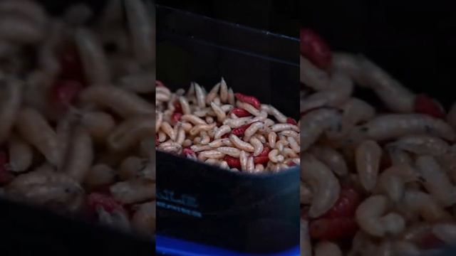 Турнир "Осенний карп-2022" по ловле рыбы поплавочной удочкой смотреть онлайн