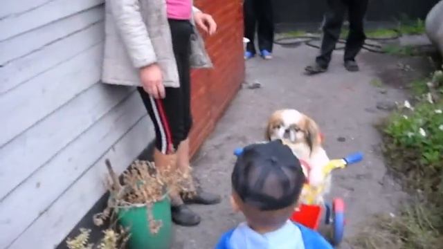 Собака пекинес на велосипеде (Pekinese dog on a bicycle) смотреть онлайн
