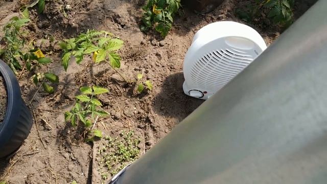 РАНО ВЫСАДИЛА ТОМАТЫ, КАК СПАСАЮ ОТ ЗАМОРОЗКОВ ОБОГРЕВ РАССАДЫ В ТЕПЛИЦЕ смотреть онлайн