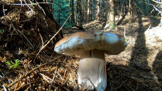 Грибной сезон грибника