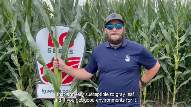 Gray Leaf Spot, Northern Corn Leaf Blight, Tar Spot, and Physoderma смотреть онлайн