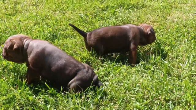 Щенки породы Чунцин