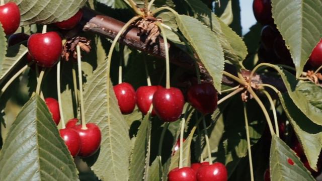 Cherries Picking at a Sun Valley Cherry Farm in Niagara Region смотреть онлайн