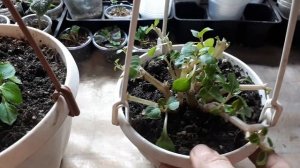 Обрезка и формирование бальзаминов.