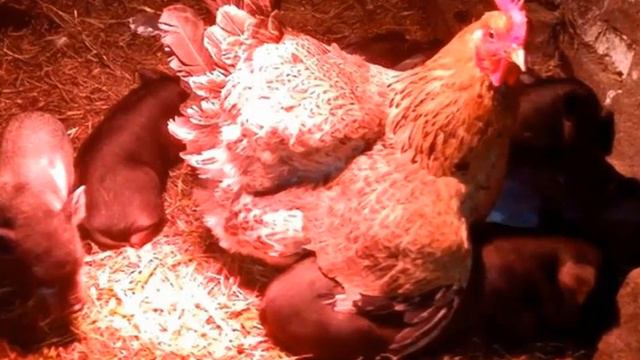 Репортаж с фермы о занимательных случаях из жизни животных. смотреть онлайн