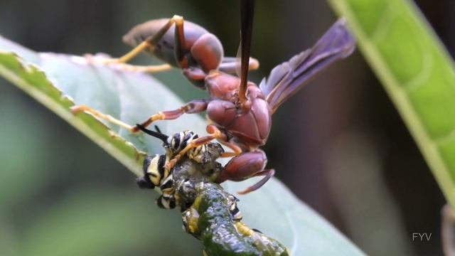 Wasp Eats Monarch Caterpillar FYV смотреть онлайн