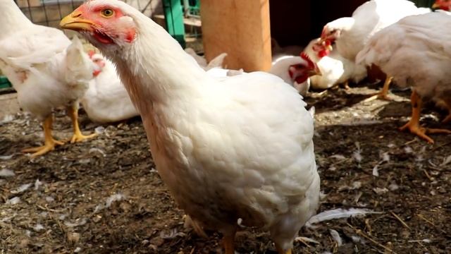 Выращивание бройлеров КОББ 500 ч.4 2 месяца. Прощание с птицей. смотреть онлайн