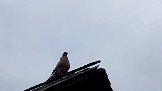 Голубь изображает ангела?????????????????!!!!! смотреть онлайн