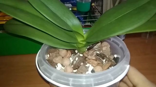 Очередная уценка. Phalaenopsis Chia E Yenlin бабочка смотреть онлайн