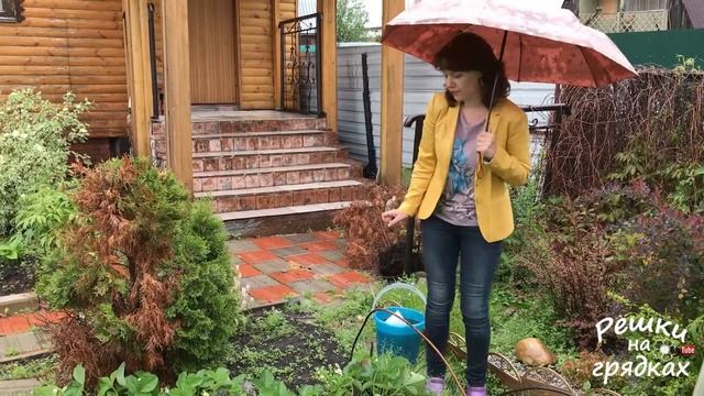 Подкормка клубники во время цветения / Ремонтантная земляника тоже требует подкормки! смотреть онлайн