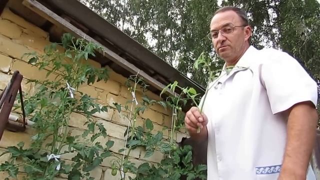 Удаление точек роста у помидорных растений в августе... смотреть онлайн