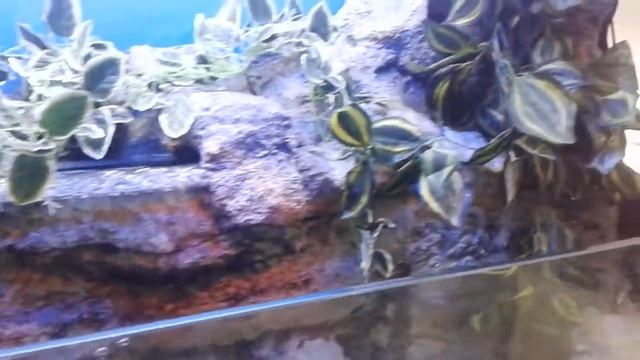 Открытый аквариум полюдариум. смотреть онлайн