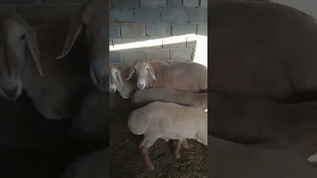 Сын Айсберга.есть ПМ карта цена 250.000сом.тел номер 0700670366.вариант есть смотреть онлайн