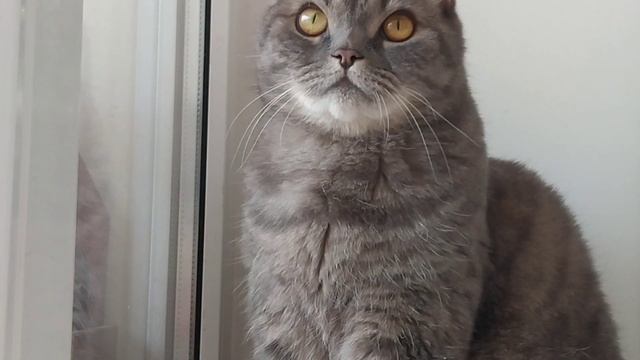 КОТ МАРТИН ПРОБУЕТ ЧЕЛОВЕЧЕСКИЕ ЗАНЯТИЯ! Код Мартина. (Говорящий кот) смотреть онлайн