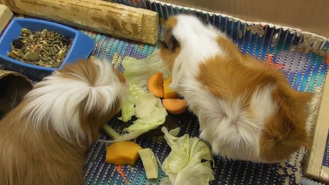 VLOG /ЛЕНА МОЛЧИ! /БОНУСНАЯ КАРТА МАГНИТ смотреть онлайн