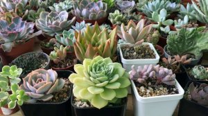 Полив суккулентов: когда, как и сколько. Суккуленты полив