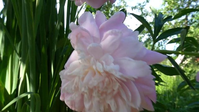 Пион Альберт Крусс - Albert Crousse -Crousse, 1893, Франция смотреть онлайн