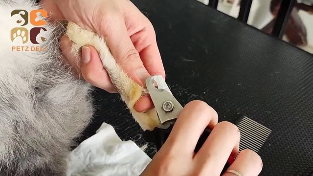 how to groom a rabbit - clean rabbit body, untangle fur, cut nails, clean ear, cut fur. смотреть онлайн