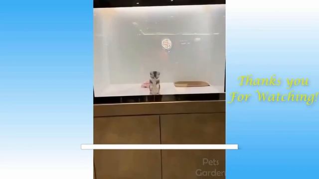 Funny and Cute Cat's Life ?? Cats and Owners are the best friends Videos смотреть онлайн
