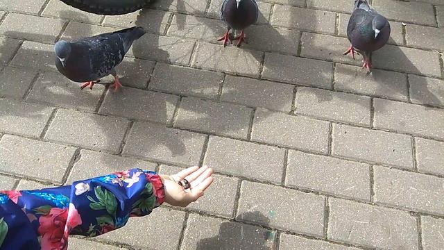 Кормим голубей смотреть онлайн