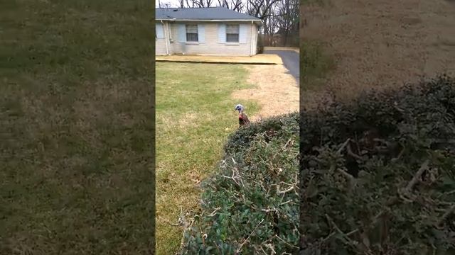 Mailman chased by a turkey! смотреть онлайн
