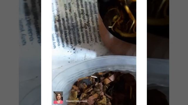 Цикас /пересадка /саговник смотреть онлайн