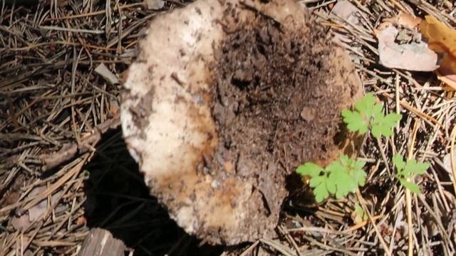 Как Прячутся Грибы смотреть онлайн