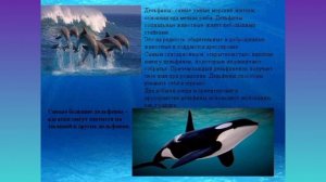 19 февраля-Всемирный день защиты морских млекопитающих.