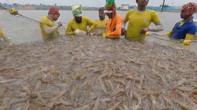 Ловля креветок. смотреть онлайн