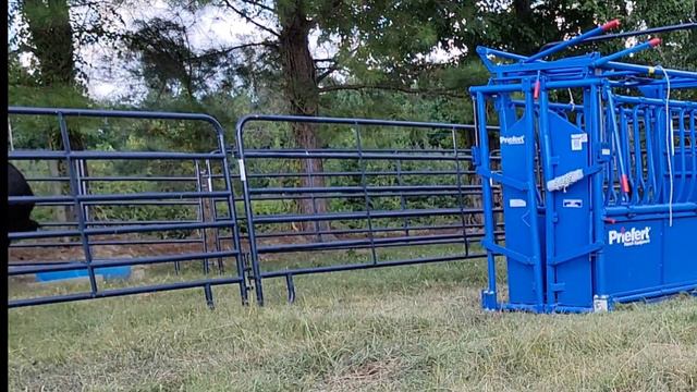Breaking In The New Chute | First Time Using The New Priefert Cattle Chute