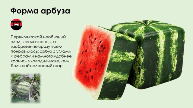 Презентация "Как растёт арбуз" смотреть онлайн