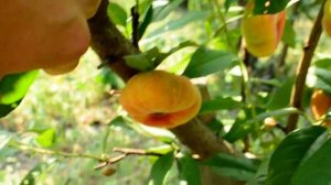 Персик инжирный Бельмондо (Belmondo) persikovod.com