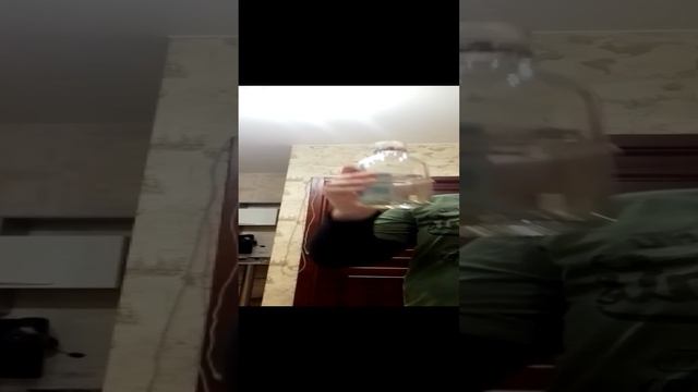 фокус покус