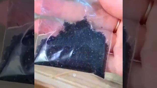 Как избавиться от мошек в грунте #shorts смотреть онлайн