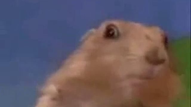 reaccion de una ardilla !!! смотреть онлайн