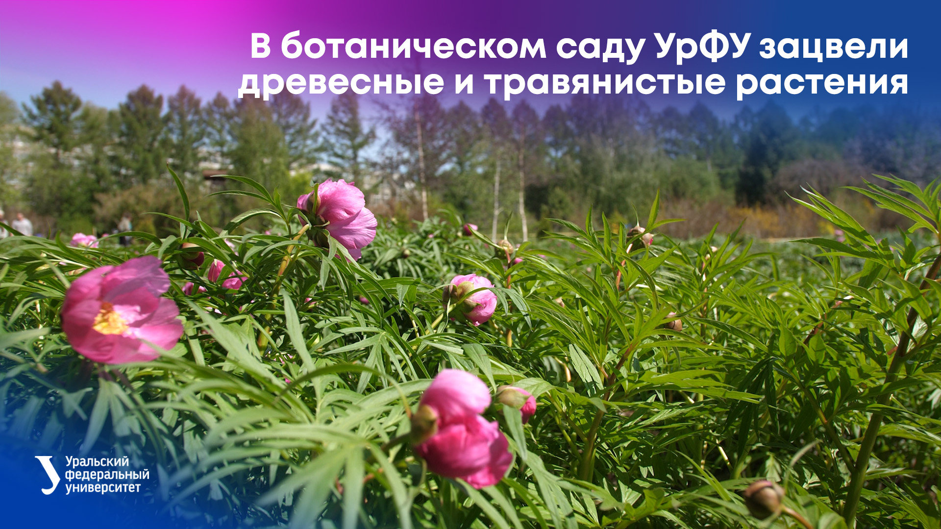 В ботаническом саду УрФУ зацвели древесные и травянистые растения смотреть онлайн